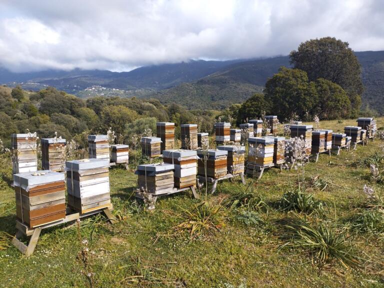 Leca Stellio - Photo 3